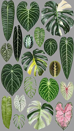 Anthurium Varieties